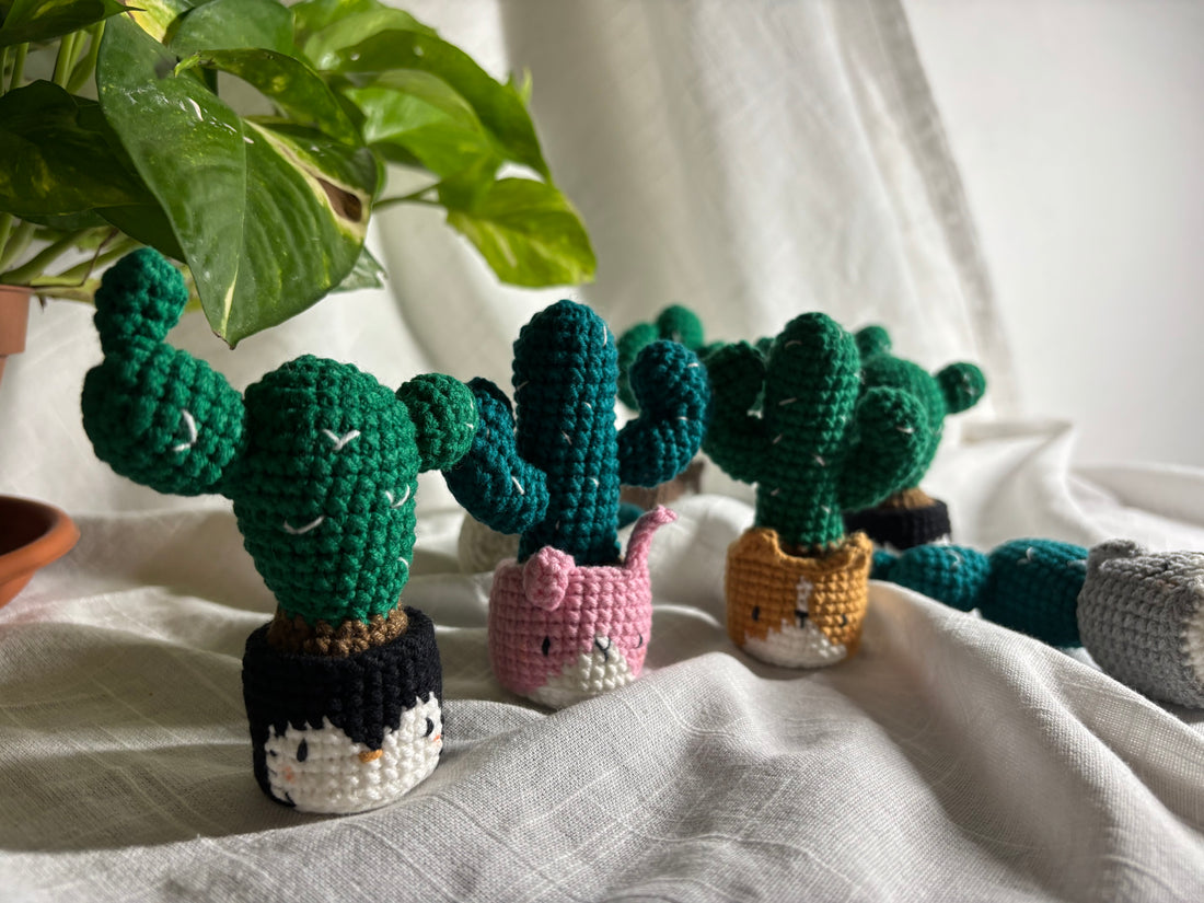 Potted cacti — Photo 3