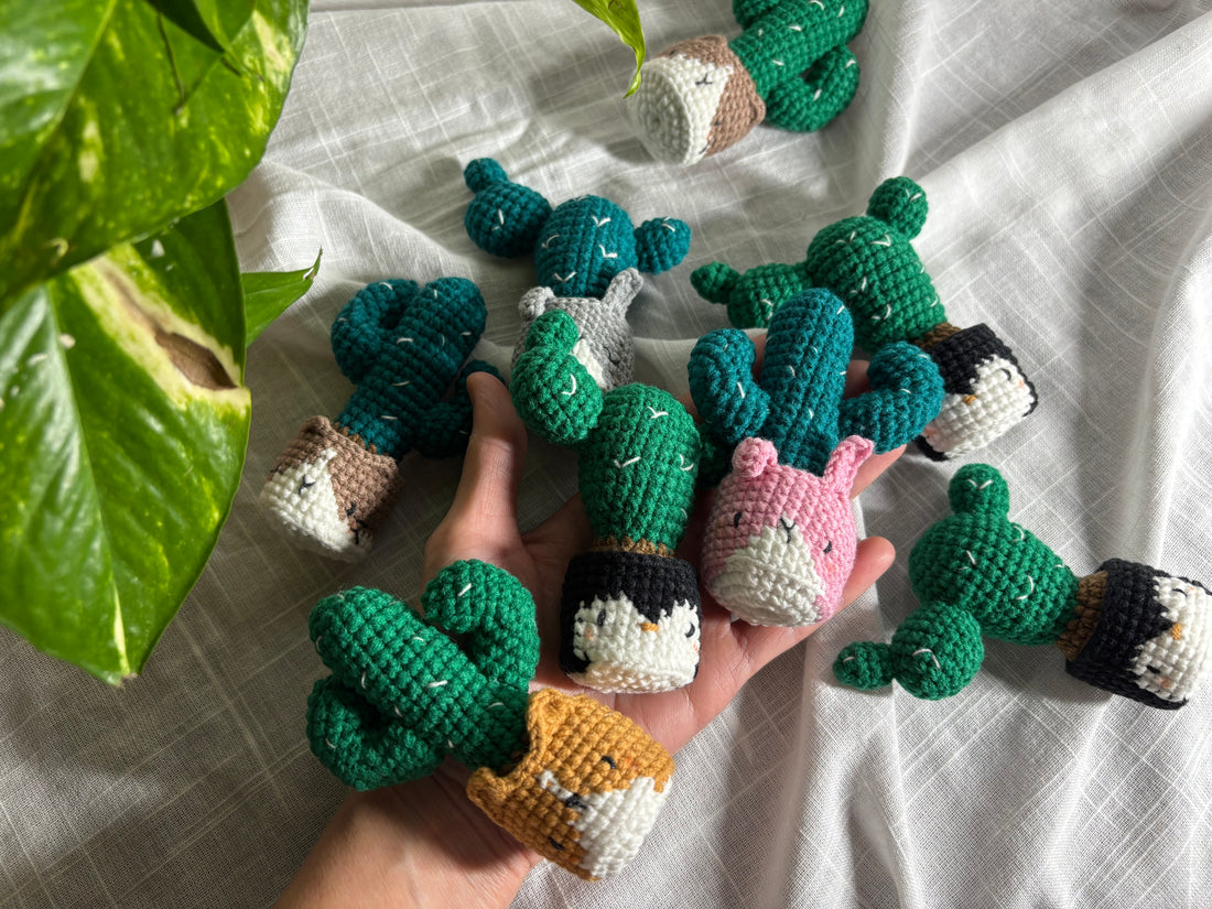 Potted cacti — Photo 6