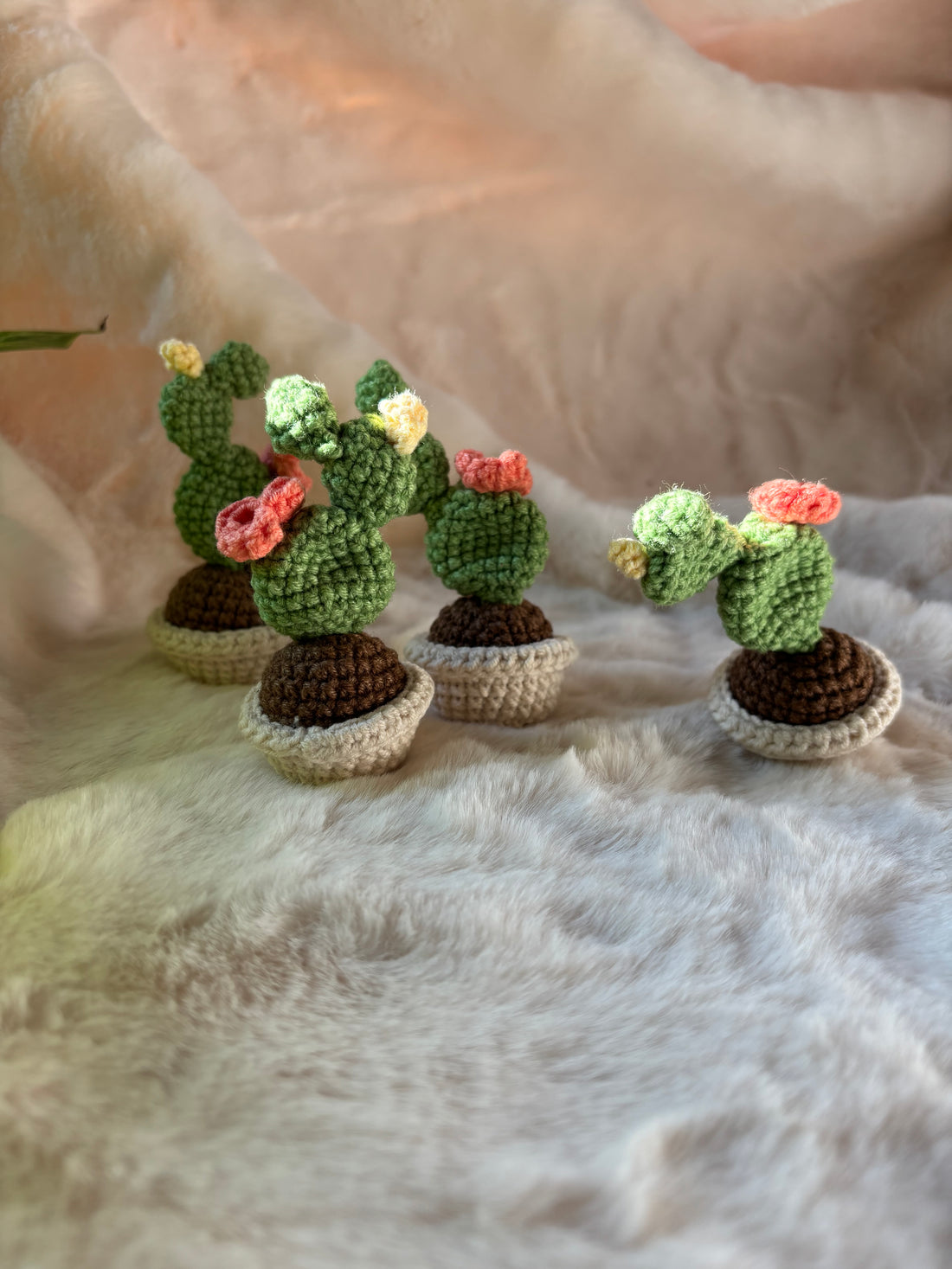 Four crochet prickly pear cacti in cream pots lined up