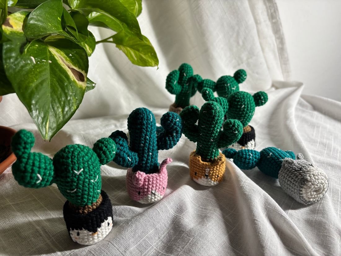 Potted cacti — Photo 4